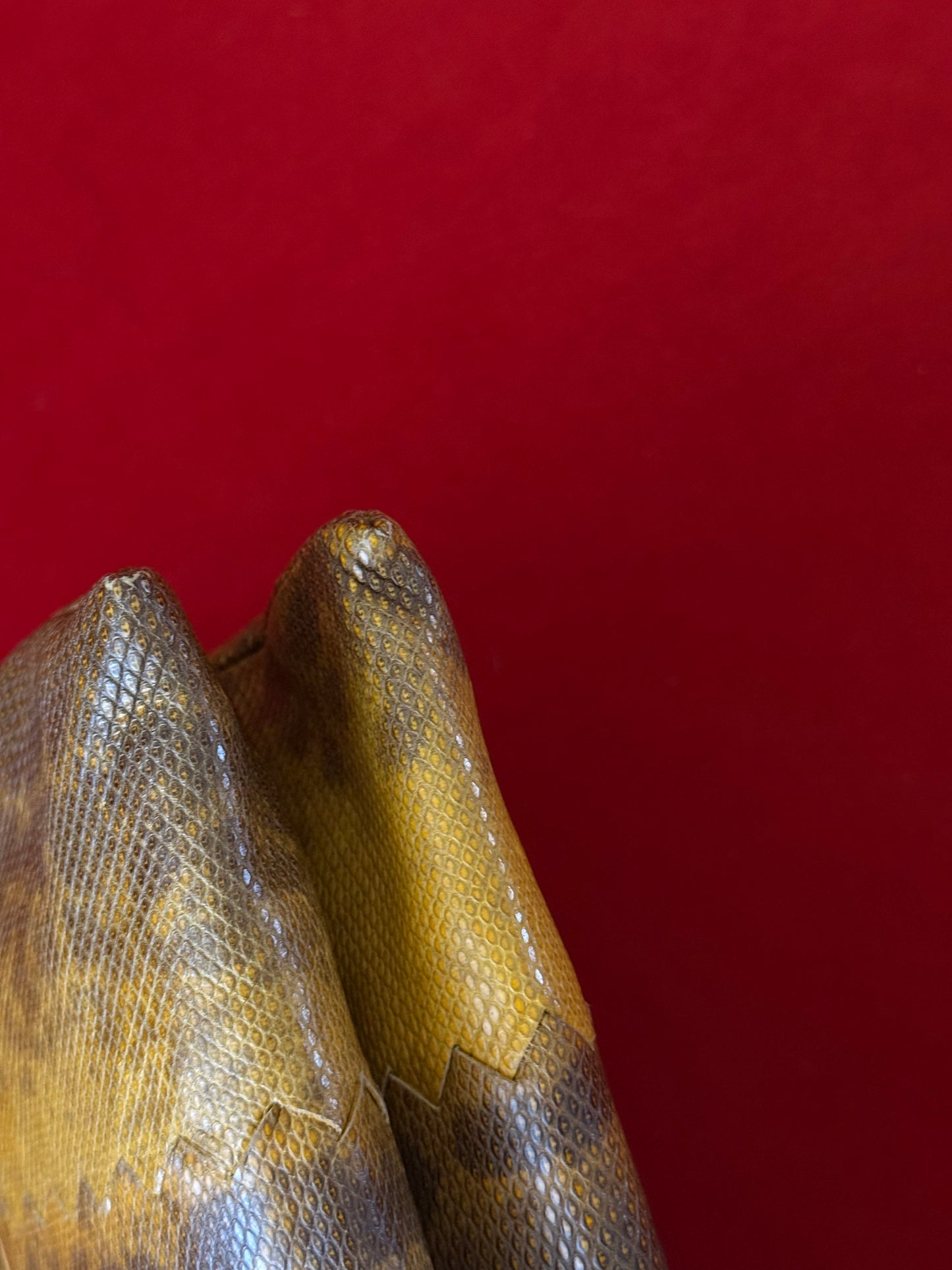Bottega Veneta clutch in rettile