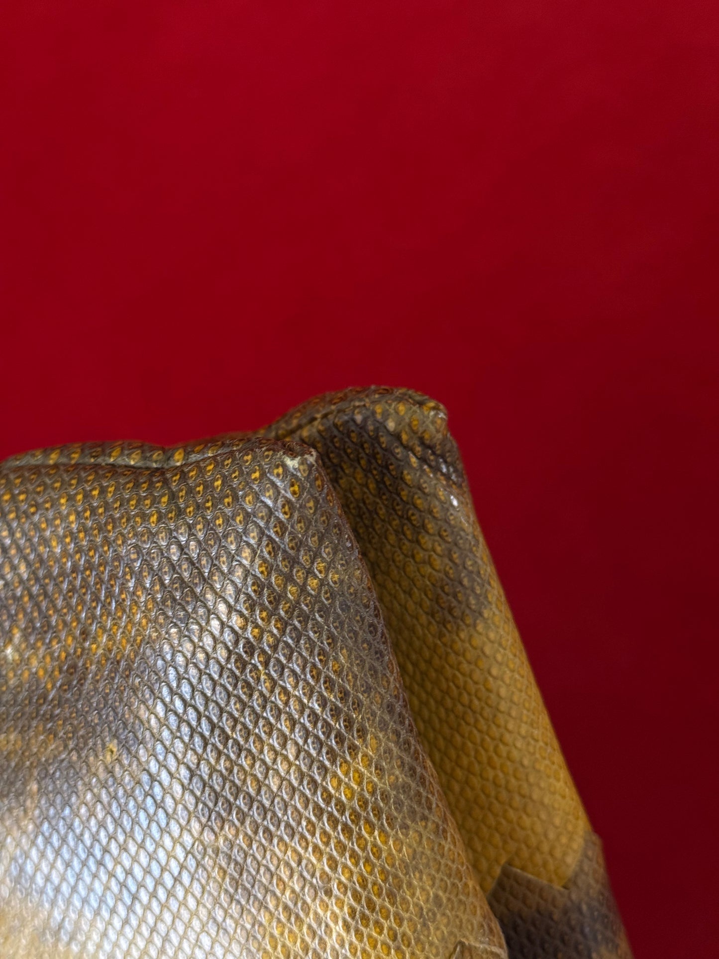 Bottega Veneta clutch in rettile